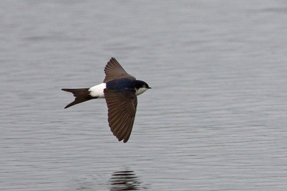 House Martin, Worcestershire