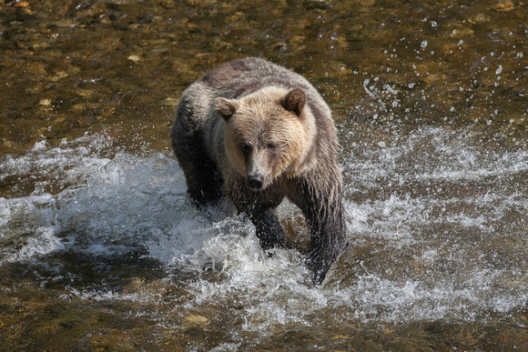 Grizzly Bear, Knight Inlet, British Columbia