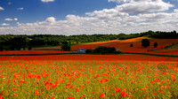 Poppies nr. Bewdley, Worcestershire