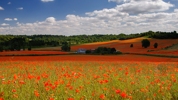 Poppies nr. Bewdley, Worcestershire