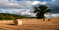 Harvest, Worcestershire