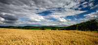 Ripening wheat, Worcestershire