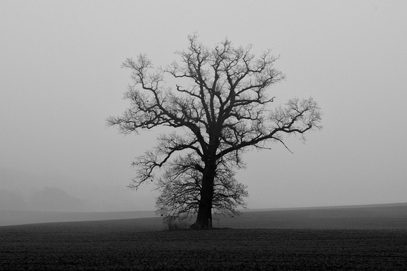 Tree in fog, December afternoon, Worcestershire