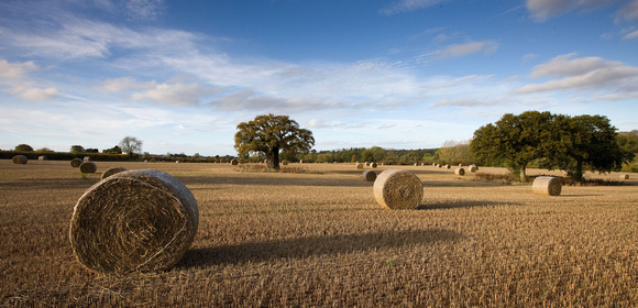 Harvest, Herefordshire