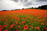 Poppies near Bewdley, Worcestershire