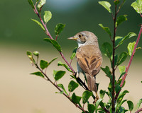 Common Whitethroat (Juvenile), Green Farm, Worcestershire