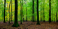 Autumn, Forest of Dean