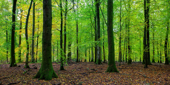 Autumn, Forest of Dean