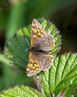Duke of Burgundy, Prestbury Hill, Gloucestershire