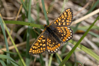 Duke of Burgundy, Prestbury Hill, Gloucestershire