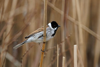 Reed Bunting, Grimley, Worcestershire
