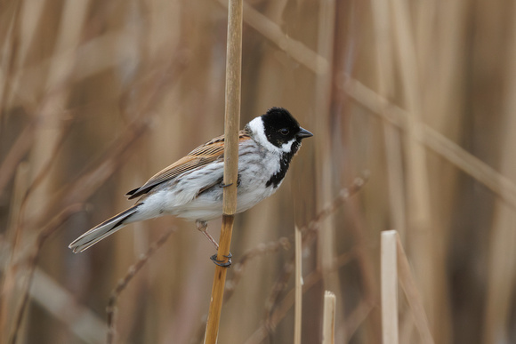Reed Bunting, Grimley, Worcestershire