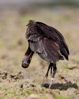 Glossy Ibis, Stokesay, Shropshire