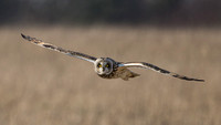 Short Eared Owl, Gloucestershire