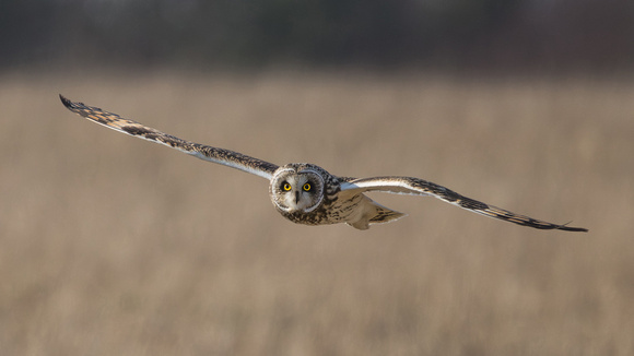 Short Eared Owl, Gloucestershire