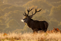 Red Deer, Bradgate Park, Leicestershire, October 2024