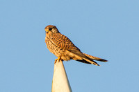 Kestrel, Worestershire (perched on an oast house)