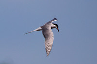 Common Tern, Grimley, Worcestershire