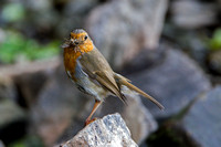 Robin, Knapp and Papermill, Worcestershire