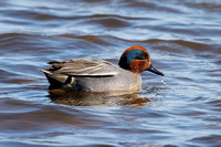 Eurasian Teal, Grimley, Worcestershire