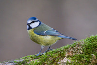 Blue Tit, Forest of Dean, Gloucestershire