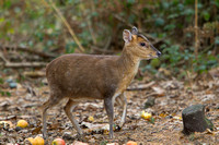 Muntjac Deer, Alcester, Warwickshire