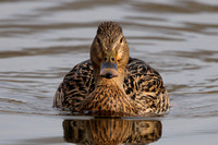 Northern Shoveler, Grimley, Worcestershire