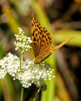 Silver-washed Fritillary