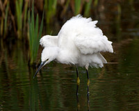 Little Egret, Upton Warren NR, Worcestershire