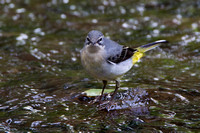 Grey Wagtail, Suckley, Worcestershire