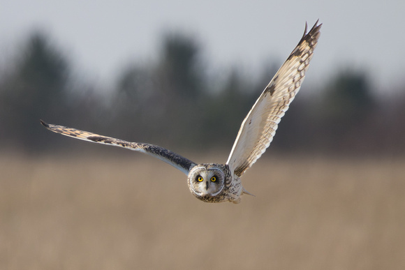 Short Eared Owl, Gloucestershire
