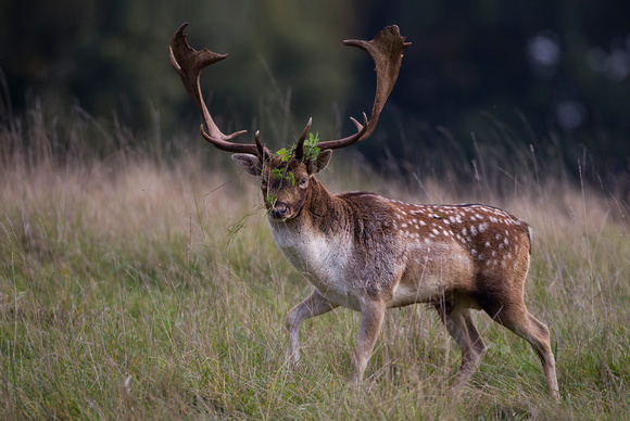 Fallow Deer, Charlecote Park, Warwickshire