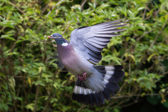 Wood Pigeon, Worcestershire