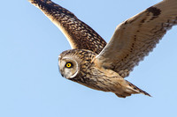 Short Eared Owl, Hawling, Gloucestershire