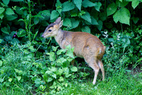 Muntjac Deer, Worcestershire