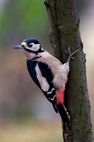 Great Spotted Woodpecker, Alcester, Warwickshire