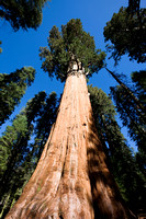 Sequoia NP General Sherman
