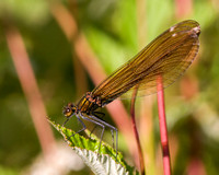 Banded Demoiselle (Female), Knapp and Papermill, Worcestershire