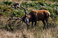 Red Deer, Bradgate Park, Leicestershire, October 2024