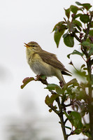 Willow Warbler, Cleeve Common. Gloucestershire