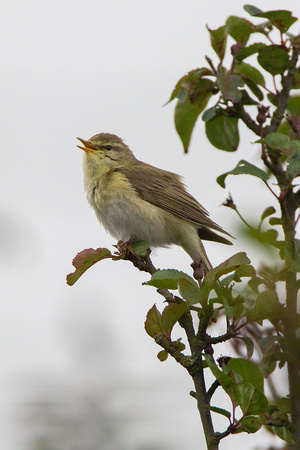 Willow Warbler, Cleeve Common. Gloucestershire