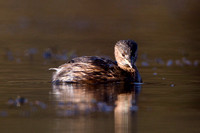 Little Grebe, Forest of Dean, Gloucestershire