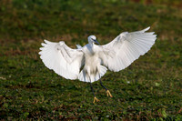 Little Egret, Slimbridge, Gloucestershire
