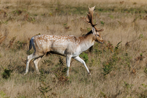 Fallow Deer, Bradgate Park, Leicestershire, October 2024