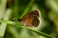 Ringlet, Worcestershire