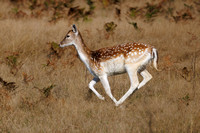Fallow Deer