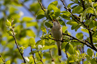 Willow Warbler, Clee Hill Shropshire