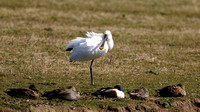 Spoonbill, Slimbridge W.W.T.