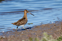 Common Snipe