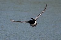 Tufted Duck, Worcestershire